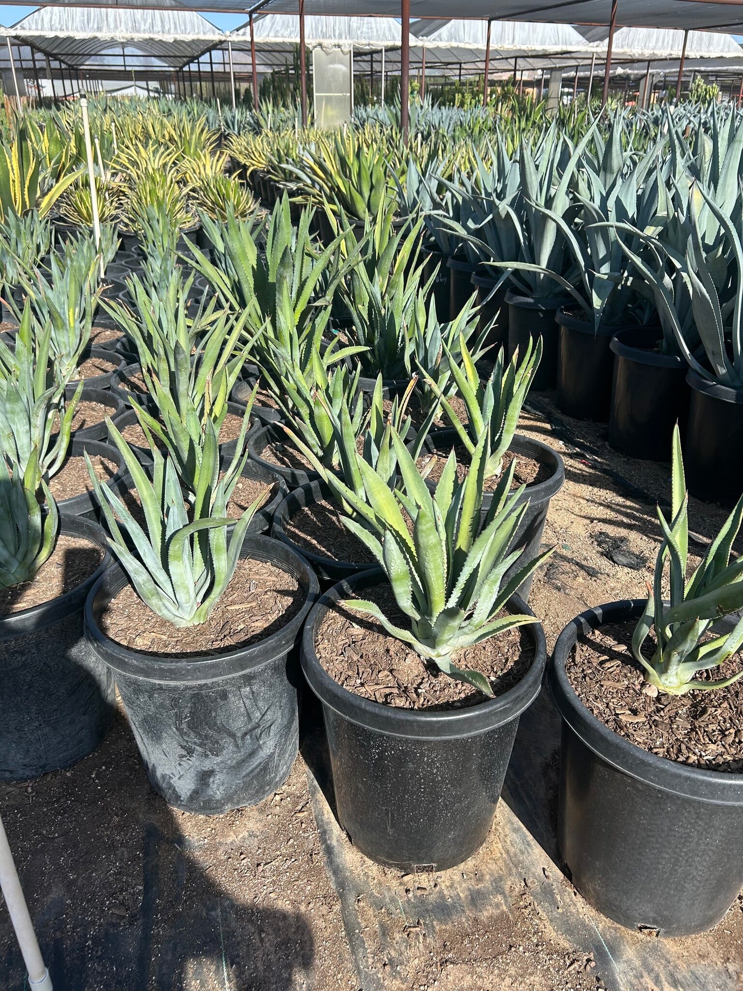 Murphey's Agave