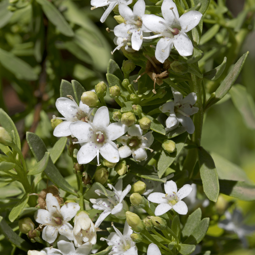 Creeping Myoporum (Myoporum parvifolium) ground cover in nursery pot — Phoenix, AZ