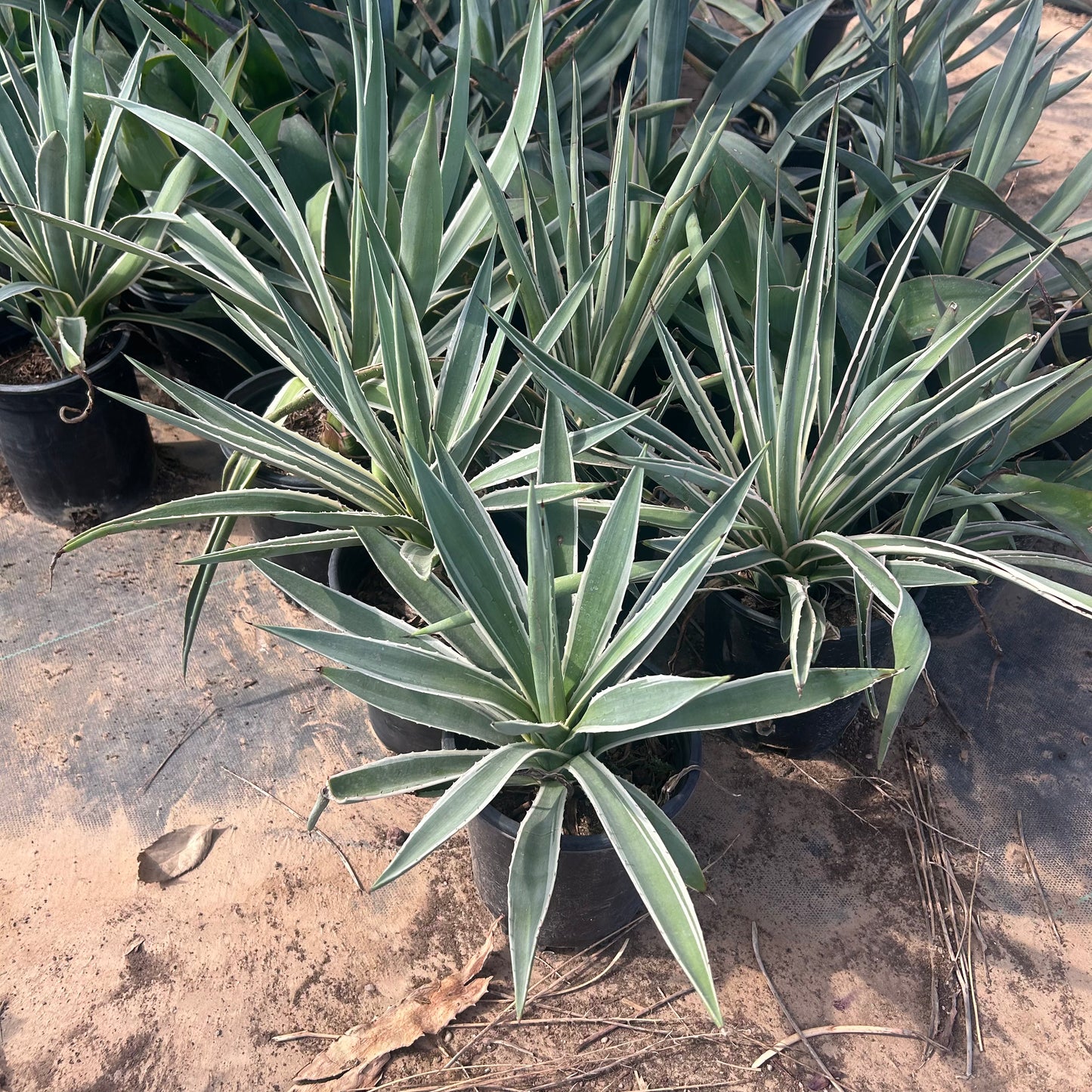 1 gallon Narrow Leaf Agave (Agave angustifolia) in nursery pot — Phoenix, AZ