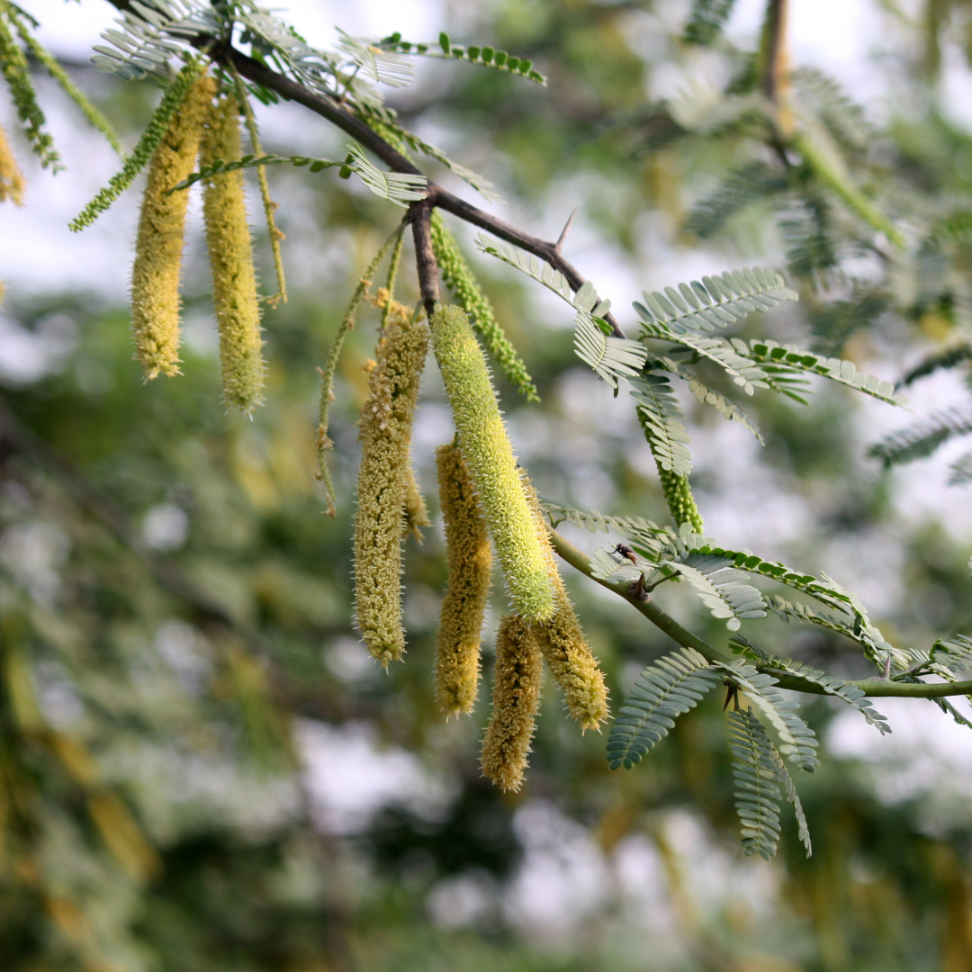 Native Mesquite