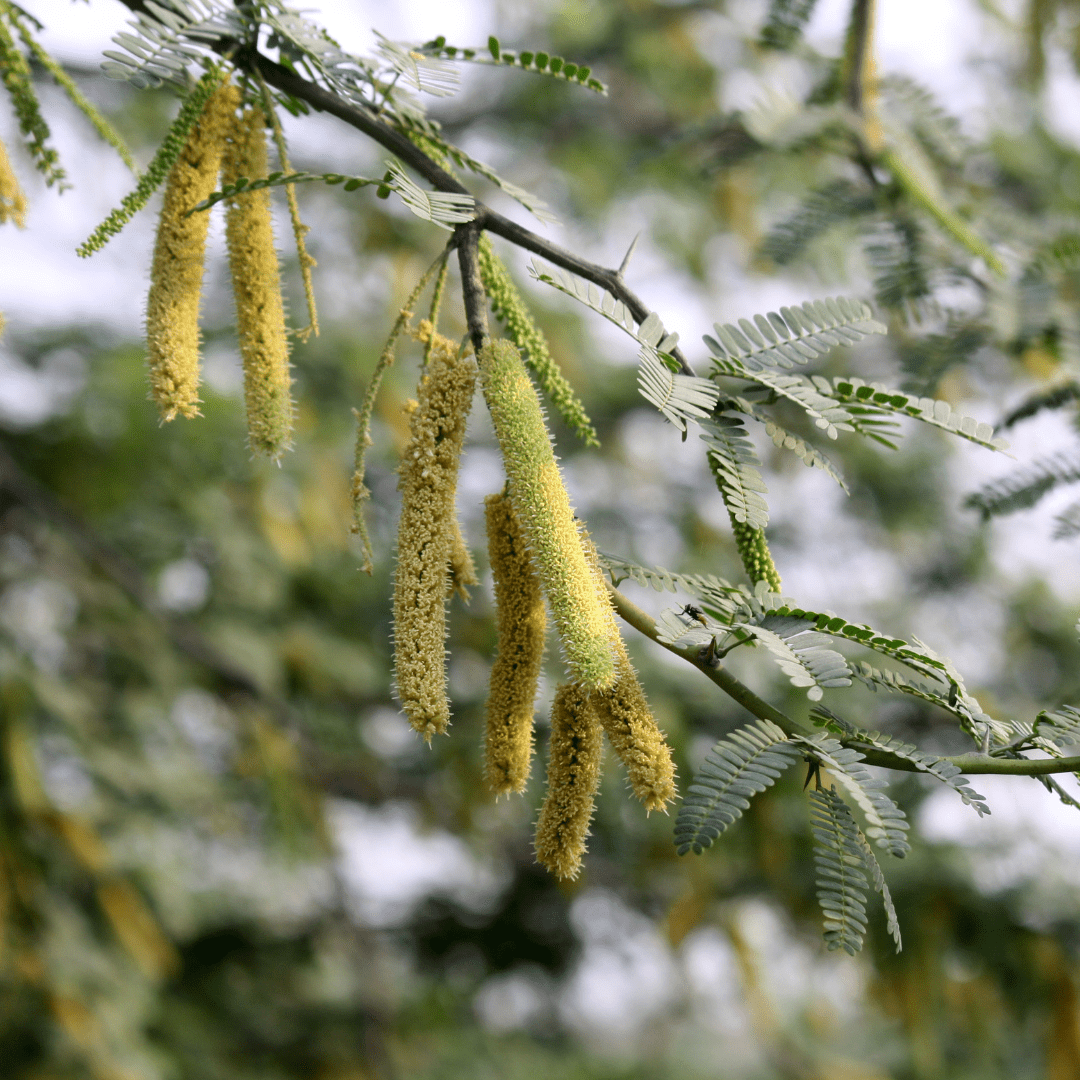 Native Mesquite (Prosopis velutina) close-up of yellow catkin flowers and feathery foliage — Phoenix, AZ