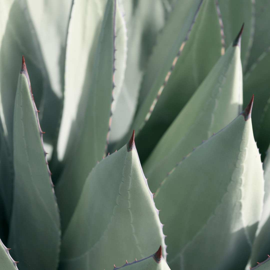 New Mexico Agave (Agave parryi neomexicana) blue-green leaves with dark spines close-up — Phoenix, AZ
