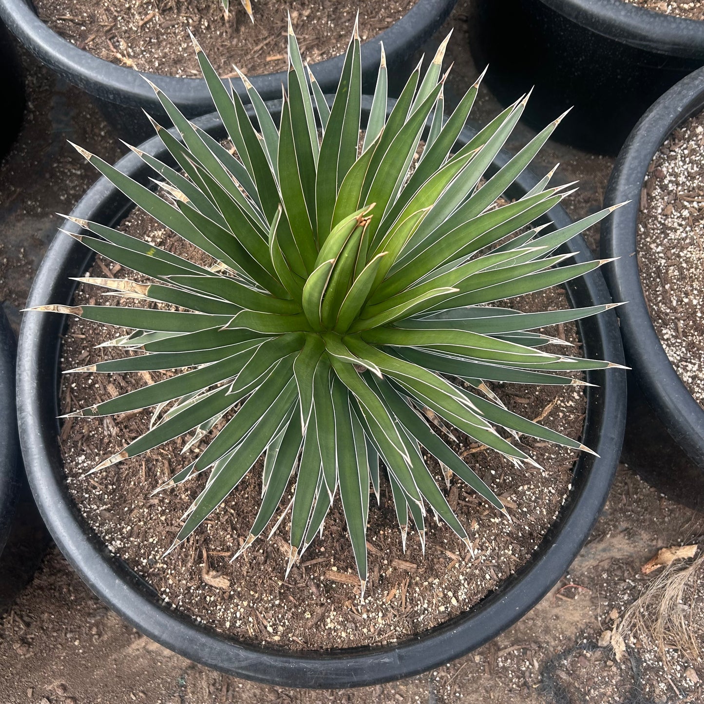 25 gallon Ocahui Agave (Agave ocahui) in nursery pot — Phoenix, AZ