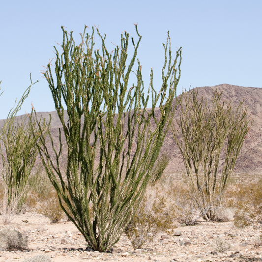 Ocotillo