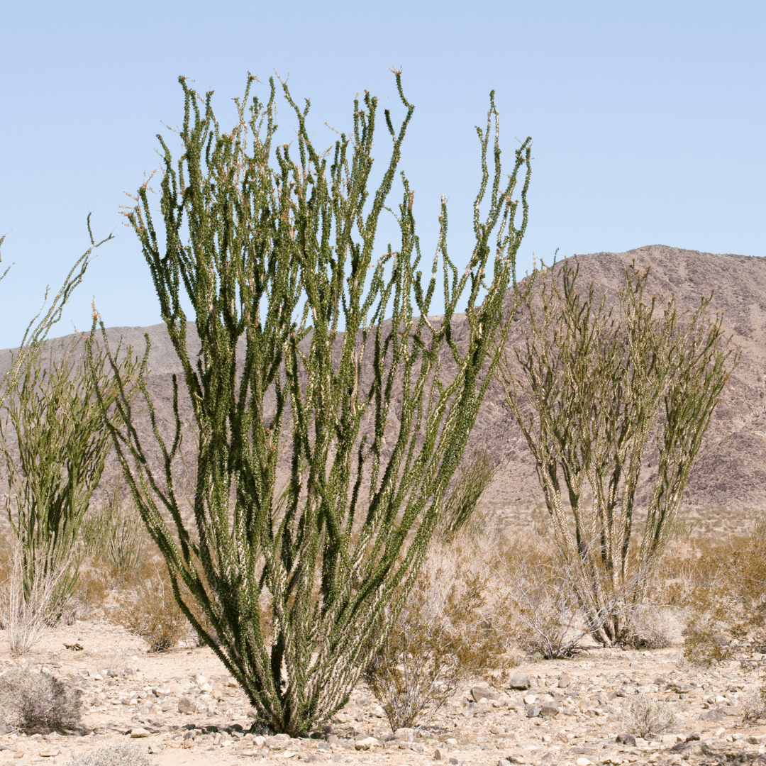 Ocotillo (Fouquieria splendens) with tall green canes in native Sonoran Desert landscape — Phoenix, AZ