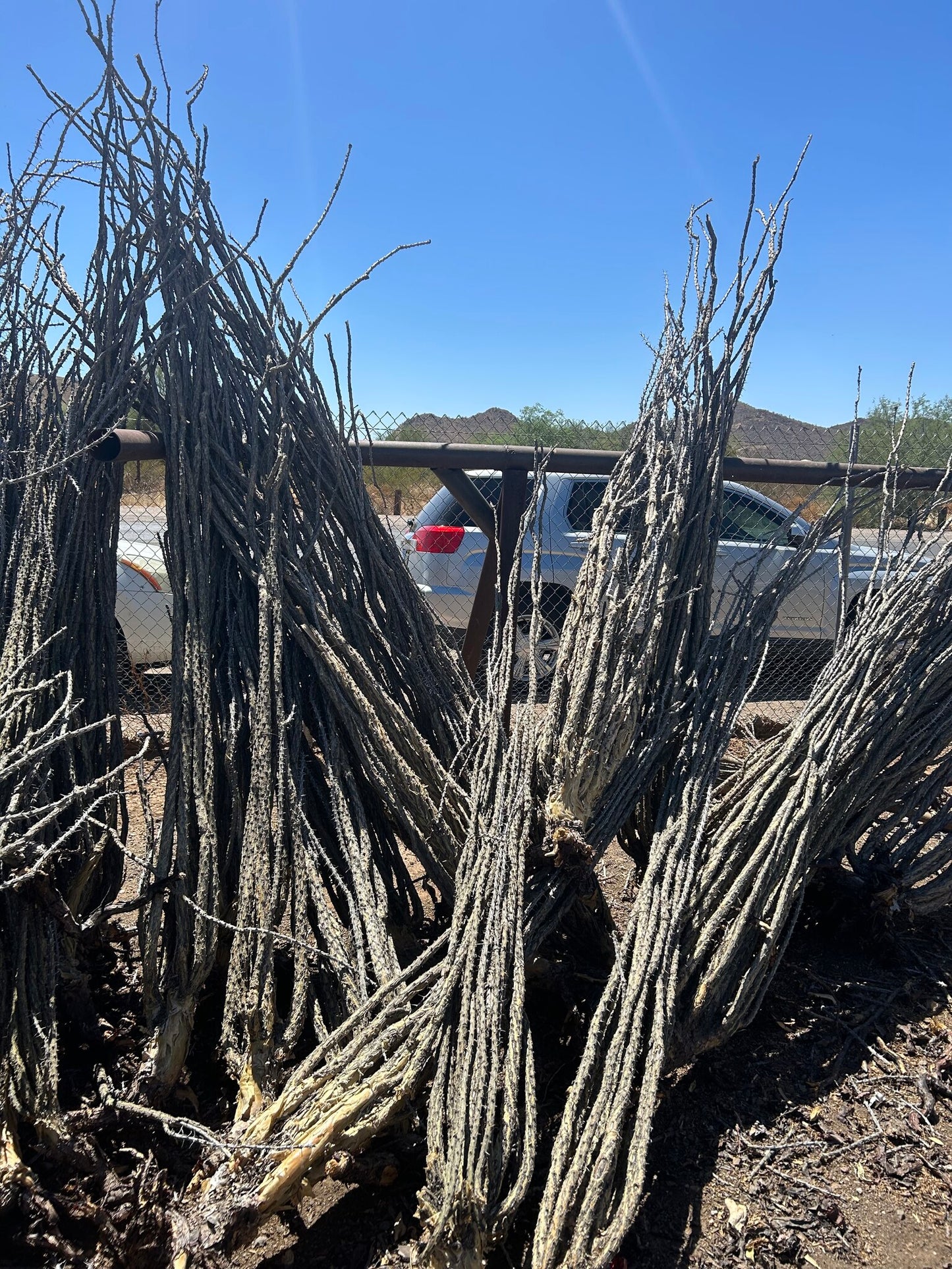 Ocotillo - Bareroot
