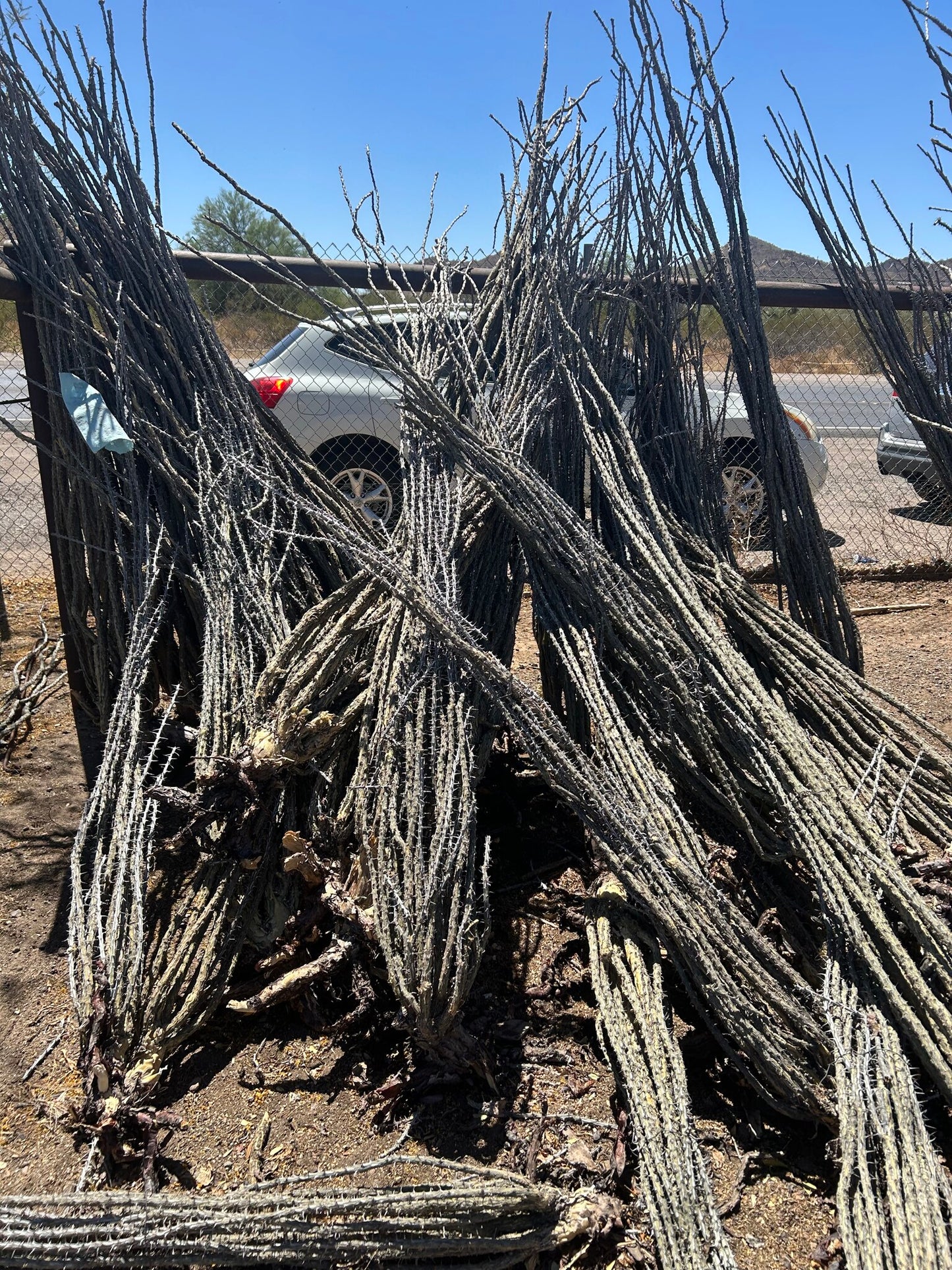 Ocotillo - Bareroot