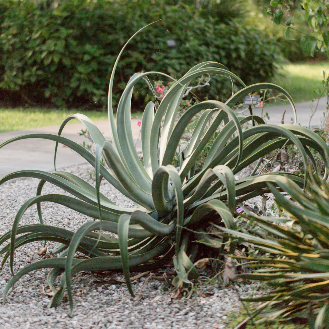 Octopus Agave (Agave vilmoriniana) with arching spineless leaves in garden — Phoenix, AZ
