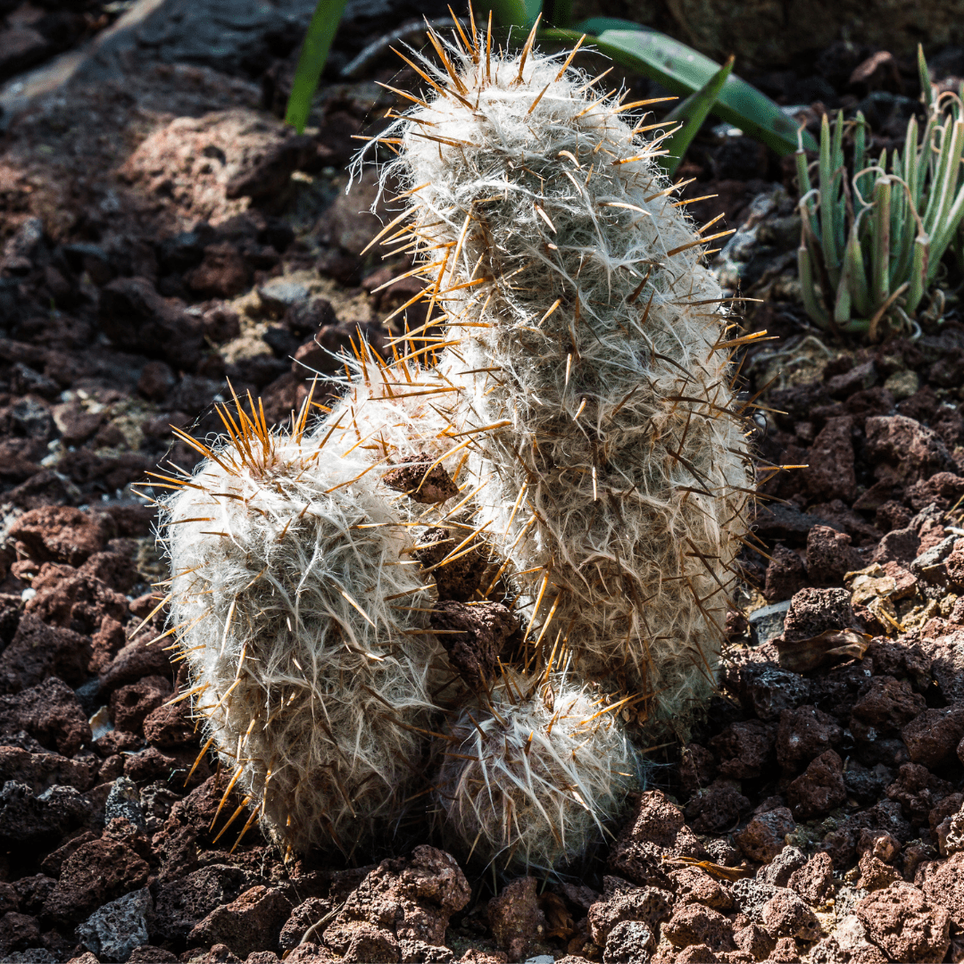Old Man of the Andes (Oreocereus celsianus) closeup showing white woolly hair and orange spines in rocky soil — Phoenix, AZ