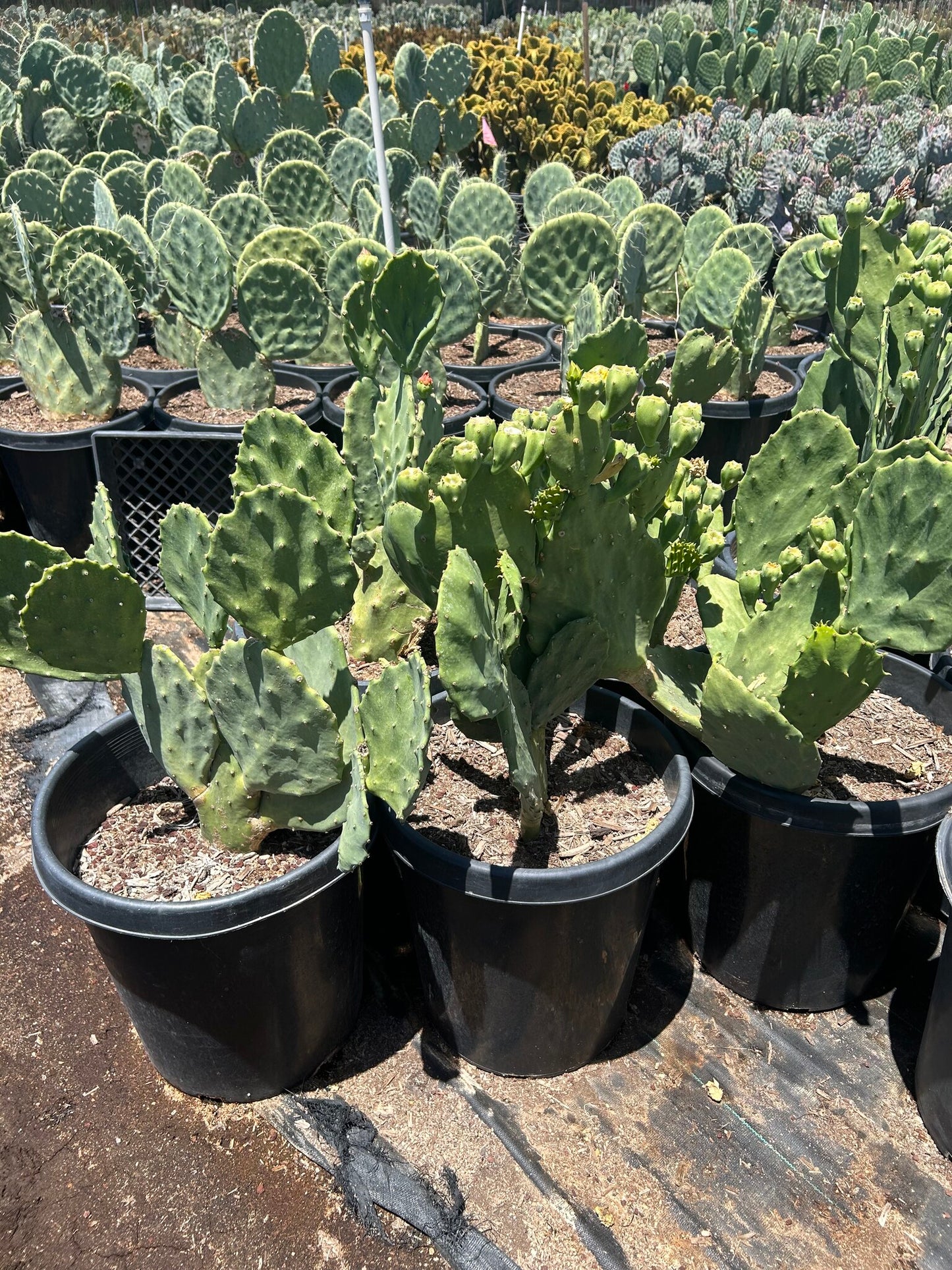 Old Mexico Prickly Pear