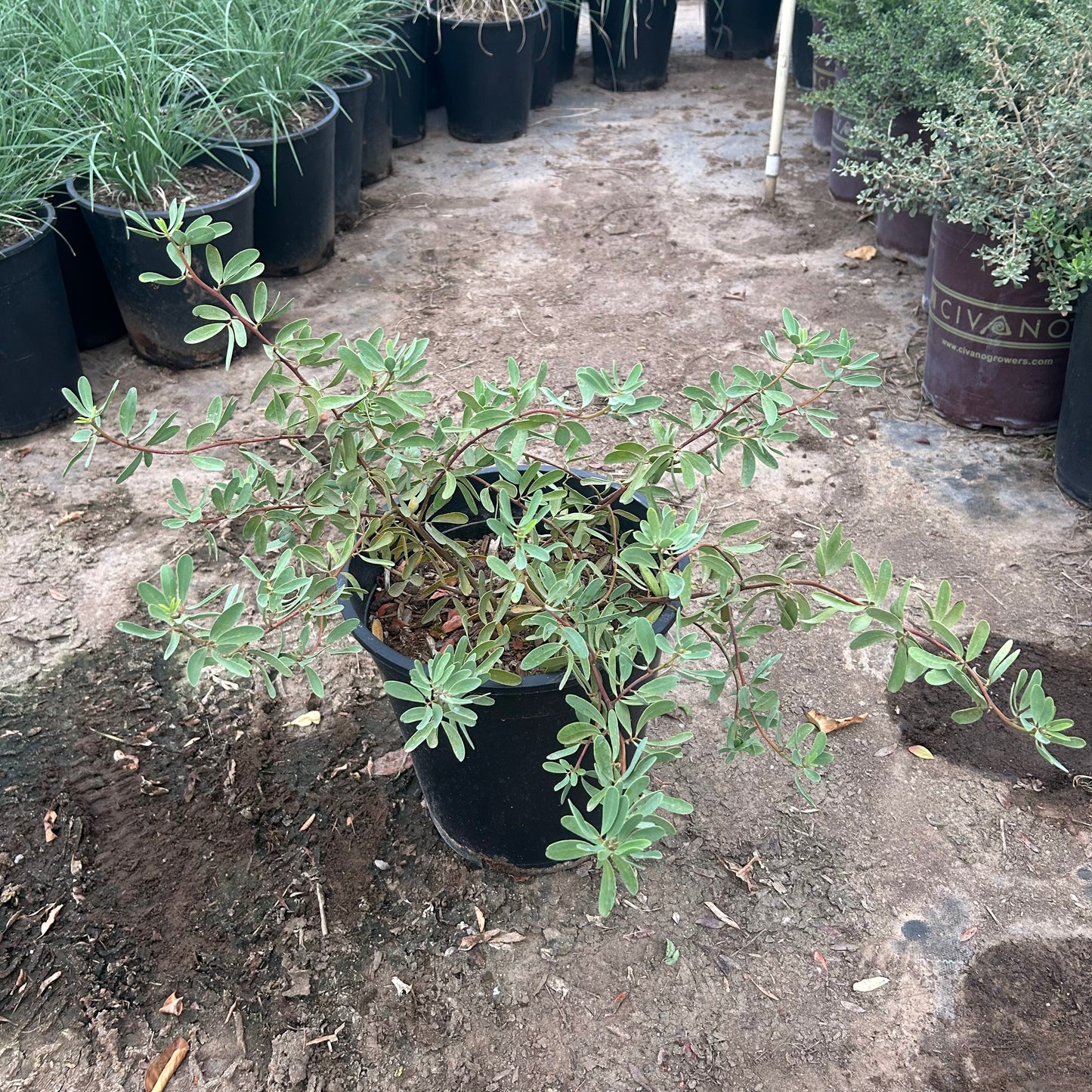5 gallon Outback Cassia (Senna nemophila) in nursery pot — Phoenix, AZ