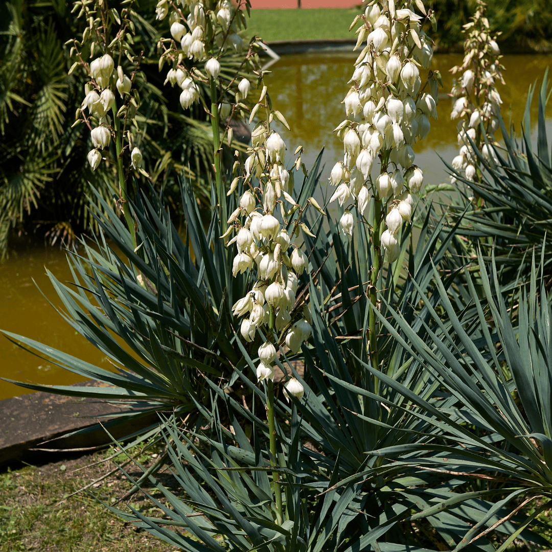 Pale Leaf Yucca (Yucca pallida) single rosette showing blue-green foliage — Phoenix, AZ