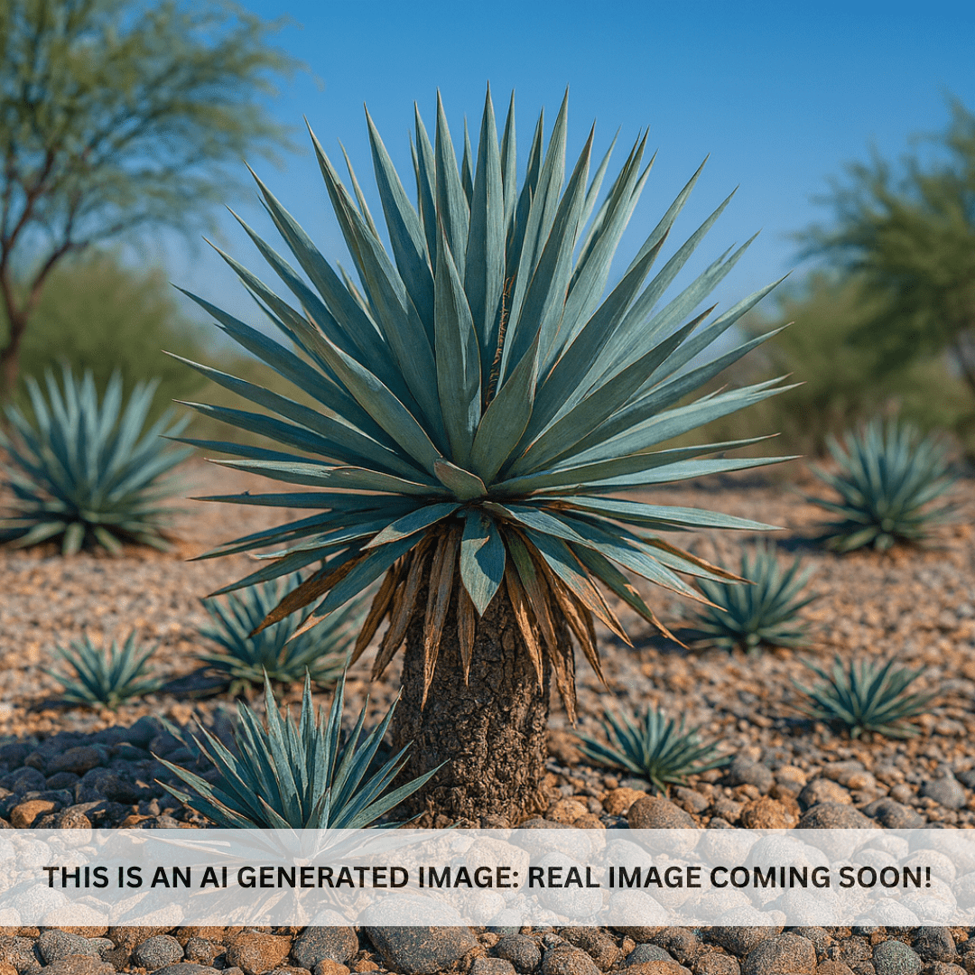 Pale Leaf Yucca (Yucca pallida) clump in desert landscape setting — Phoenix, AZ