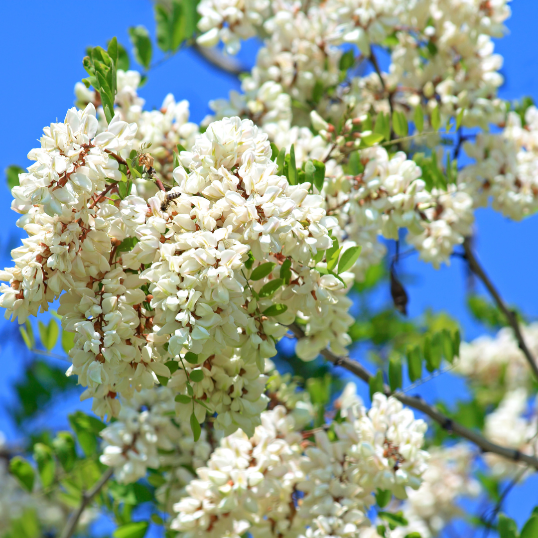 Palo Blanco (Mariosousa willardiana) close-up of white blooms against blue sky — Phoenix, AZ