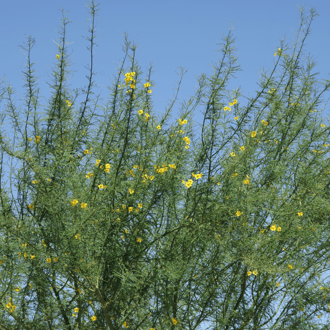 Palo Brea (Parkinsonia praecox) tree with yellow spring blooms — Phoenix, AZ