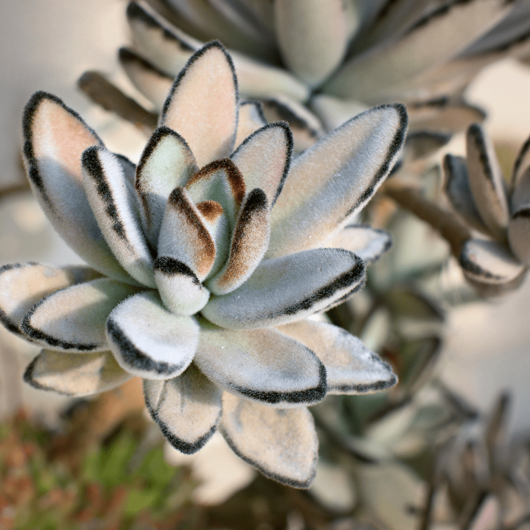 Panda Plant (Kalanchoe tomentosa) fuzzy silver-green succulent leaves with brown edges — Phoenix, AZ