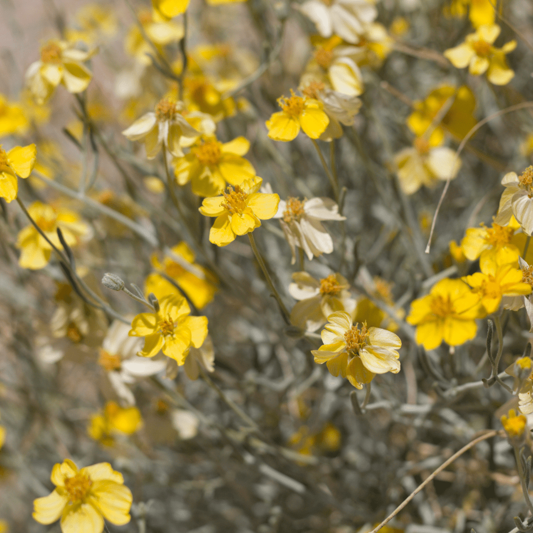 Paper Flower (Psilostrophe cooperi) bright yellow blooms in desert landscape — Phoenix, AZ
