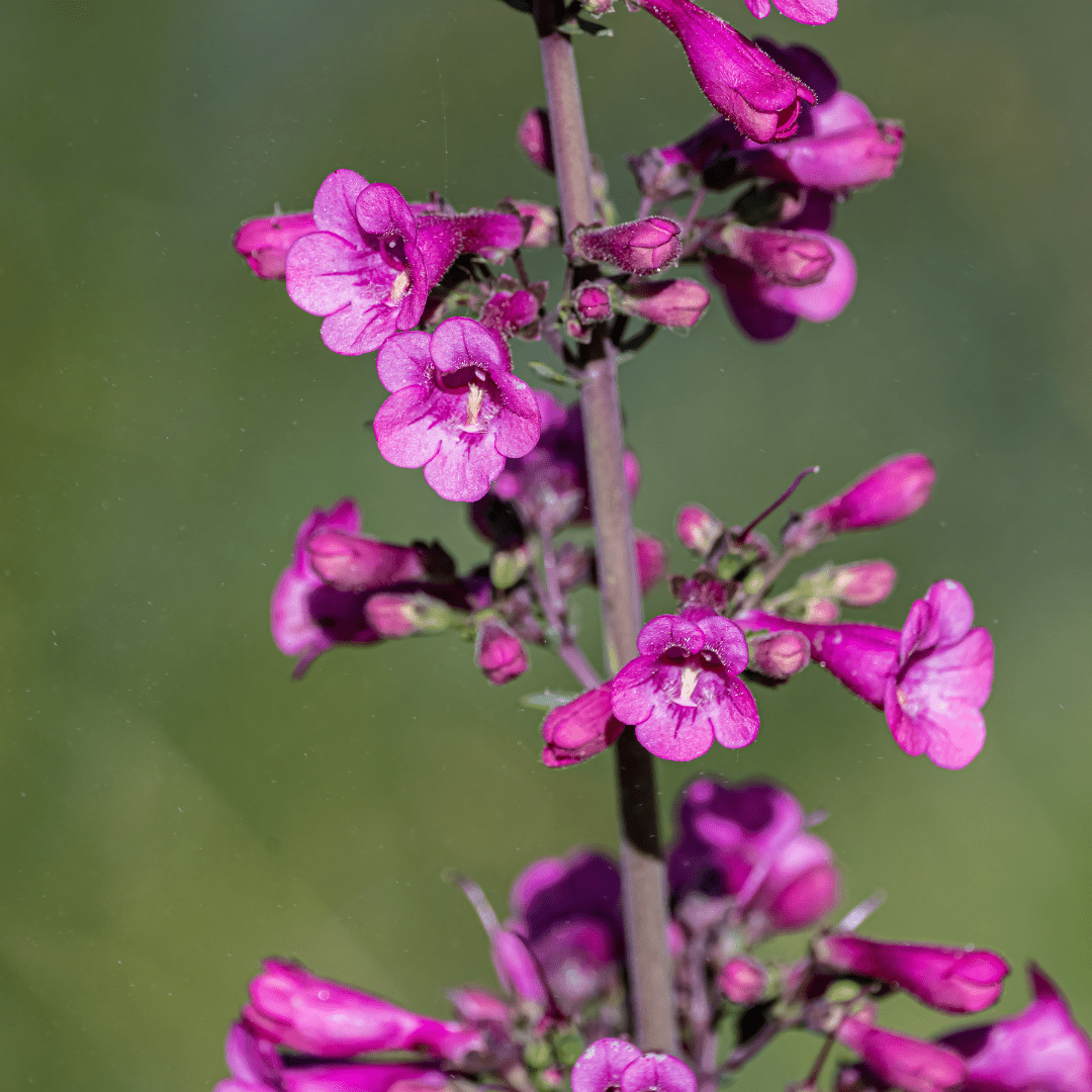 Parry's Penstemon (Penstemon parryi) magenta-pink tubular flowers on bloom stalk — Phoenix, AZ
