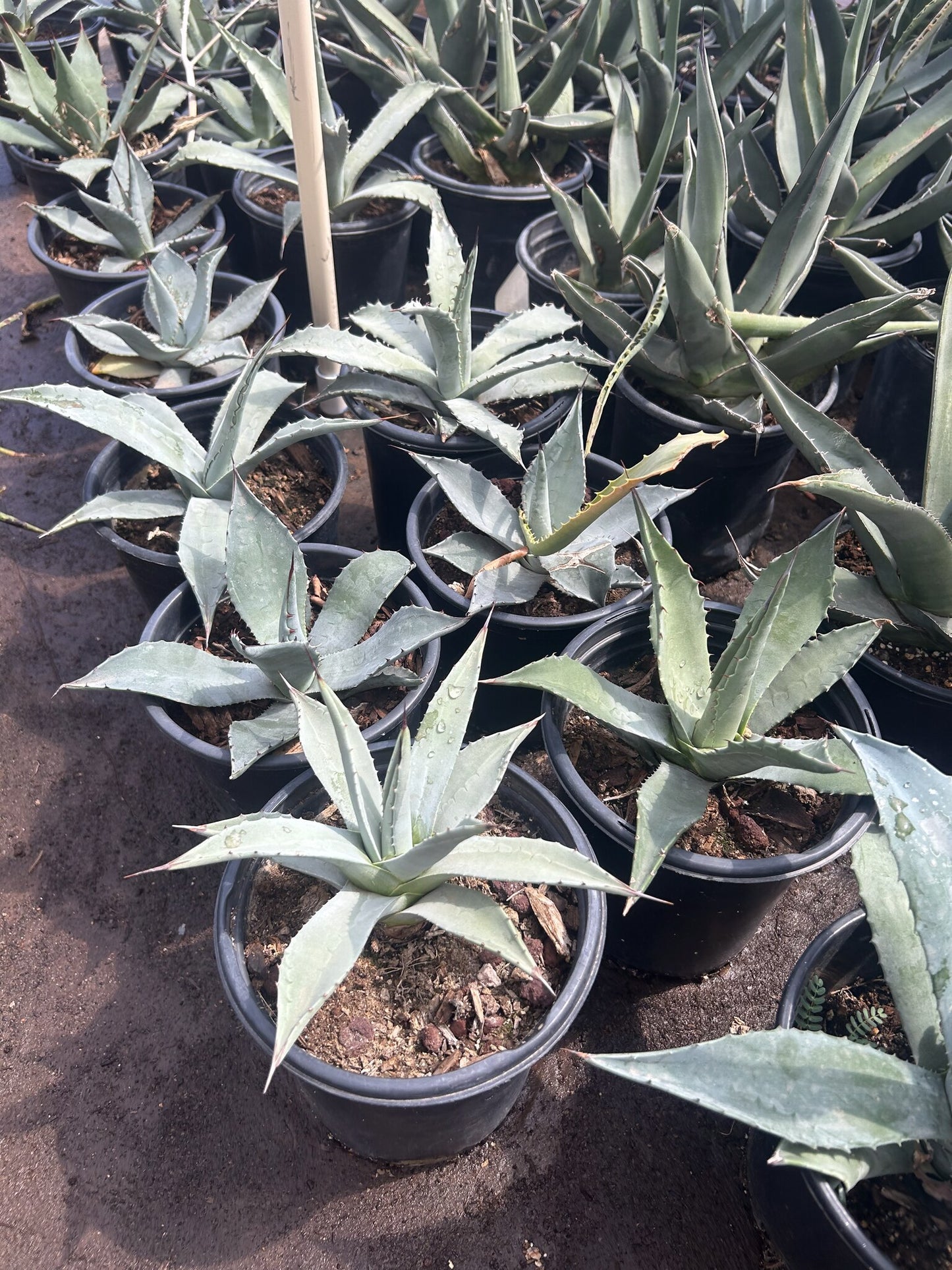 Parry's Agave