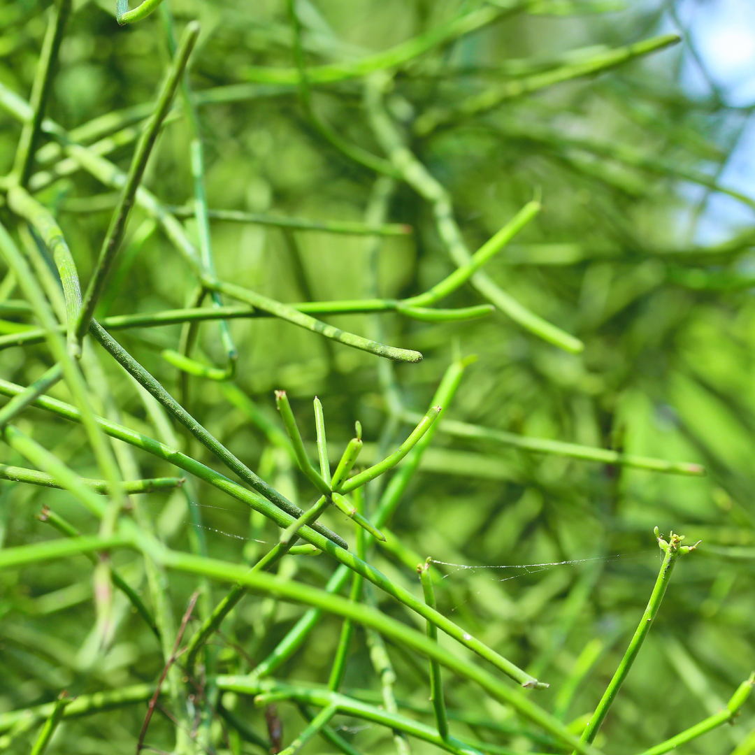 Pencil Euphorbia