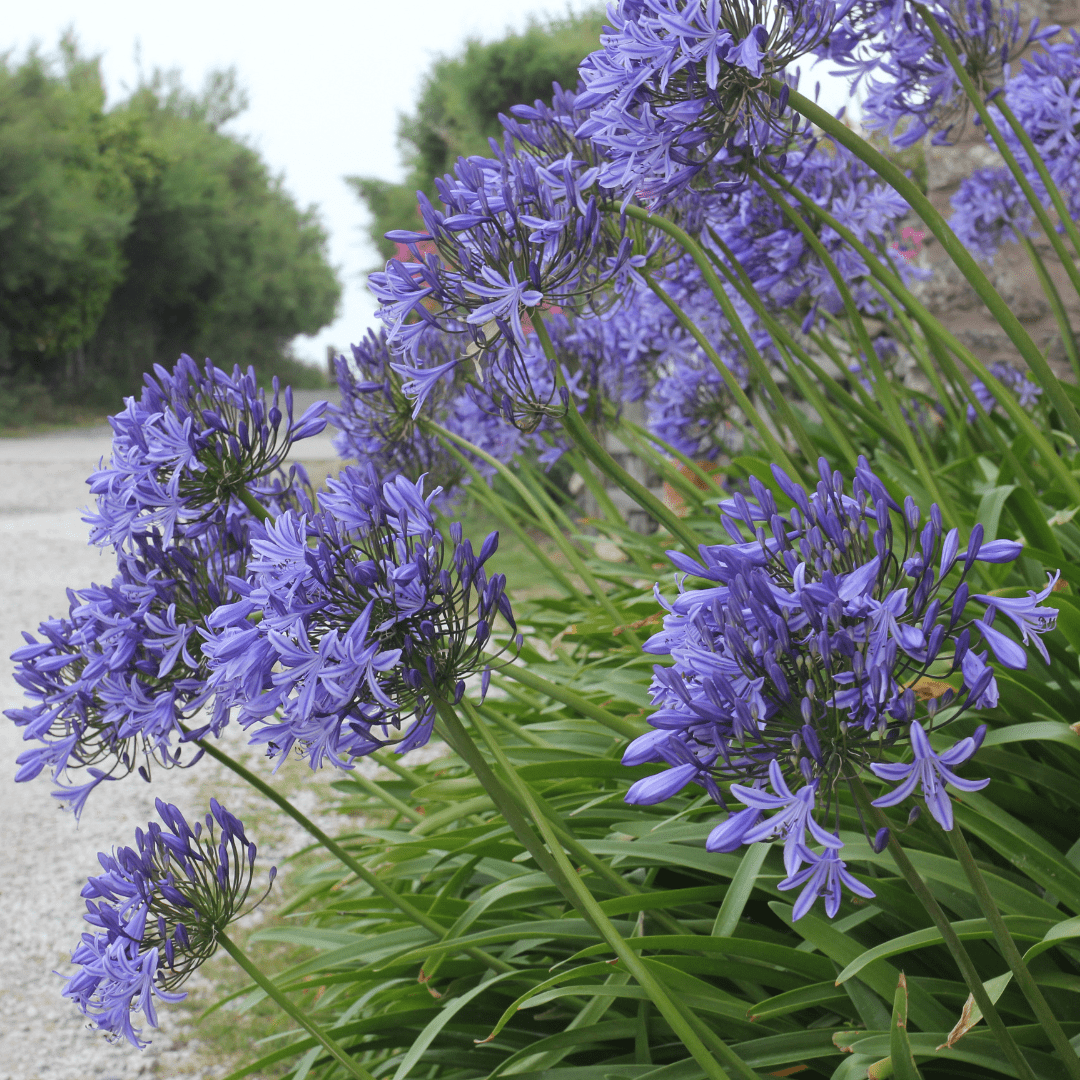 Peter Pan Agapanthus (Agapanthus africanus) blue flower clusters with green strappy foliage — Phoenix, AZ