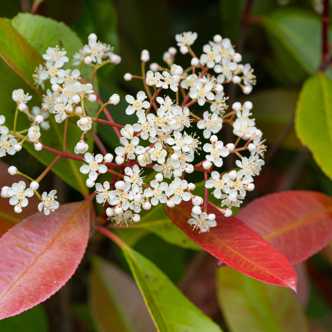 Red Tip Photinia (Photinia x fraseri) showing white flower clusters above red-tipped green foliage — Phoenix, AZ