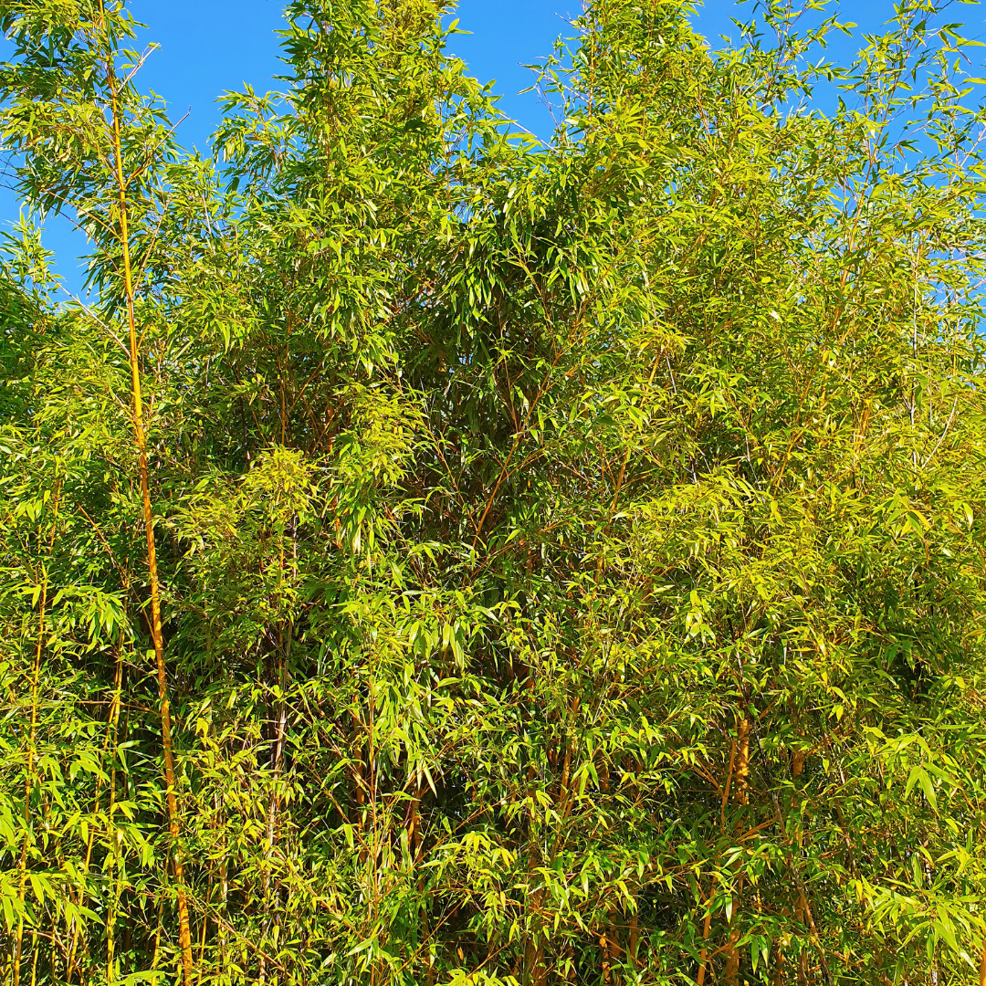 Golden Bamboo (Phyllostachys aurea) with dense green foliage and golden culms — Phoenix, AZ