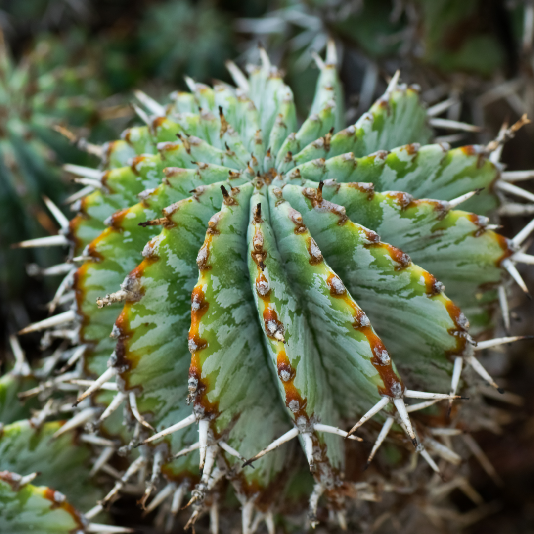 pickle plant succulent flower Pickle Plant Phoenix, AZ | Delosperma echinatum
