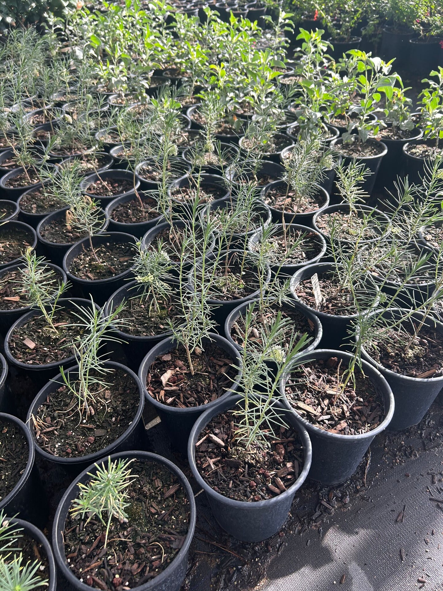 Pine Leaf Milkweed