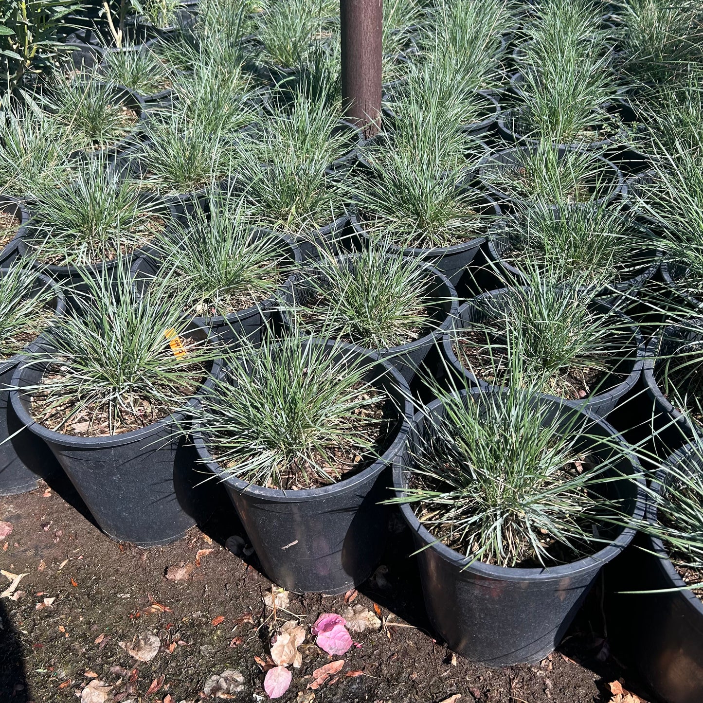 5 gallon Pine Muhly grass (Muhlenbergia dubia) in nursery pot — Phoenix, AZ