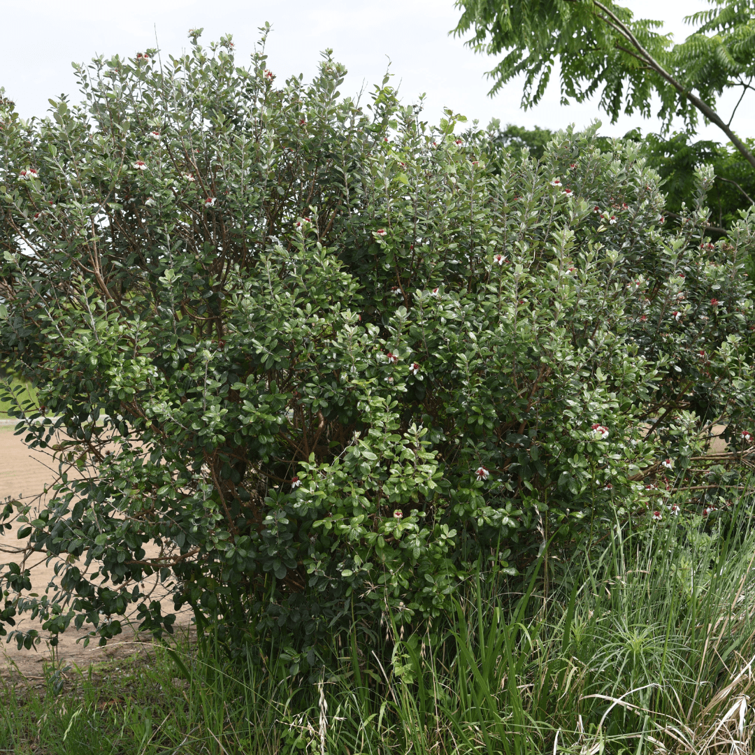 Pineapple Guava (Feijoa sellowiana) mature bush with dense evergreen foliage in landscape — Phoenix, AZ