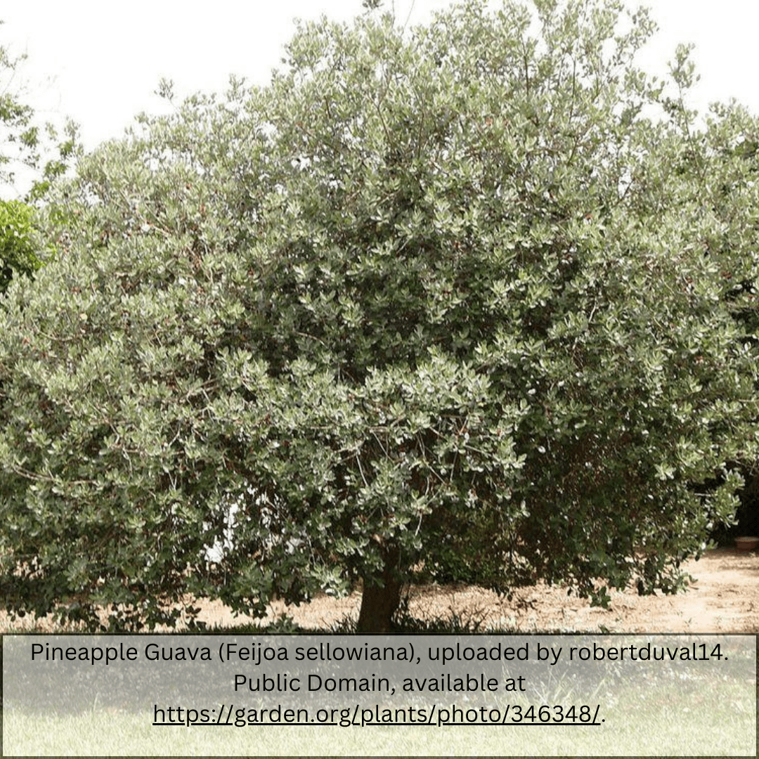 Mature Pineapple Guava tree (Acca sellowiana) with dense silvery-green evergreen foliage — Phoenix, AZ