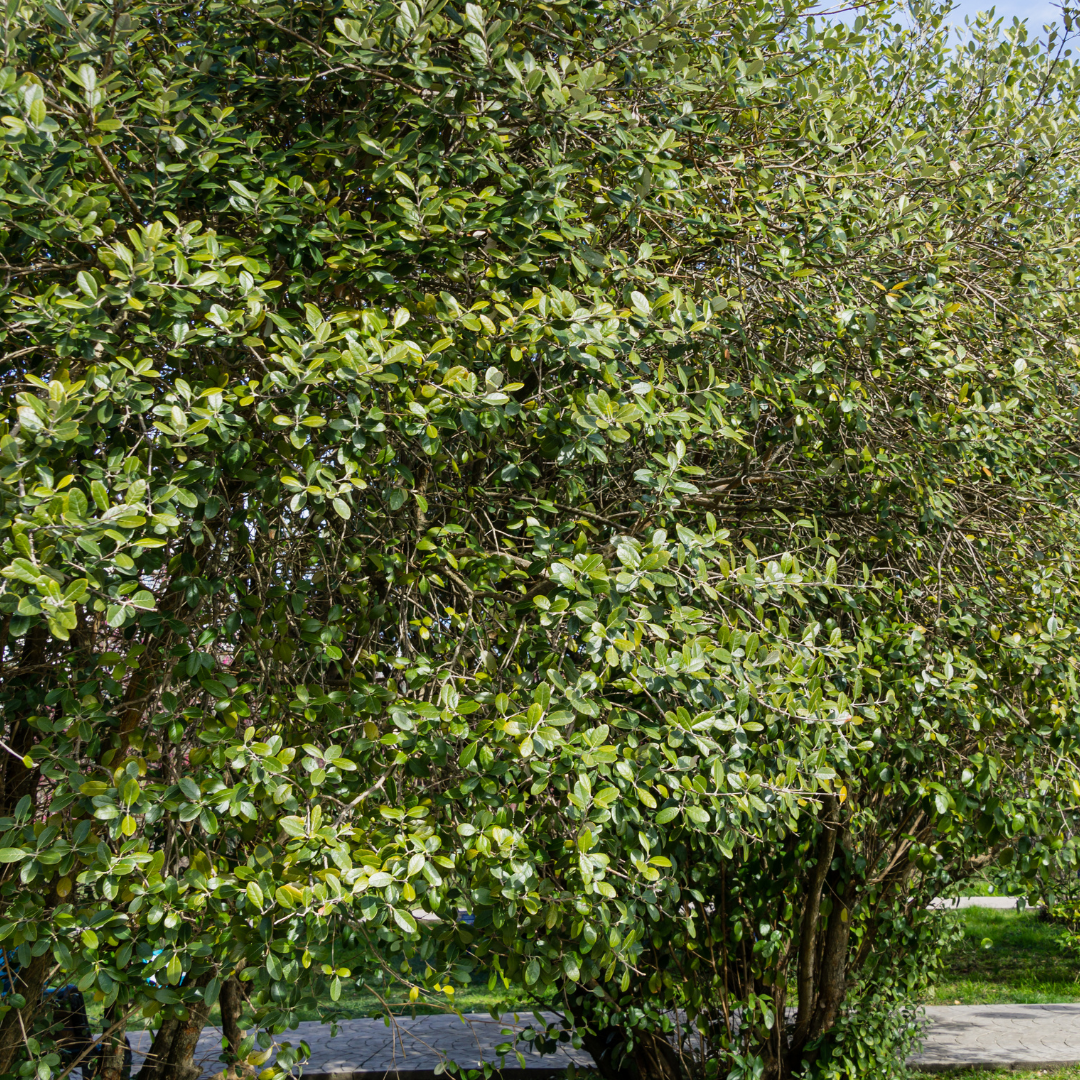 pineapple guava tree planting Buy Pineapple Guava Phoenix, AZ | Feijoa sellowiana