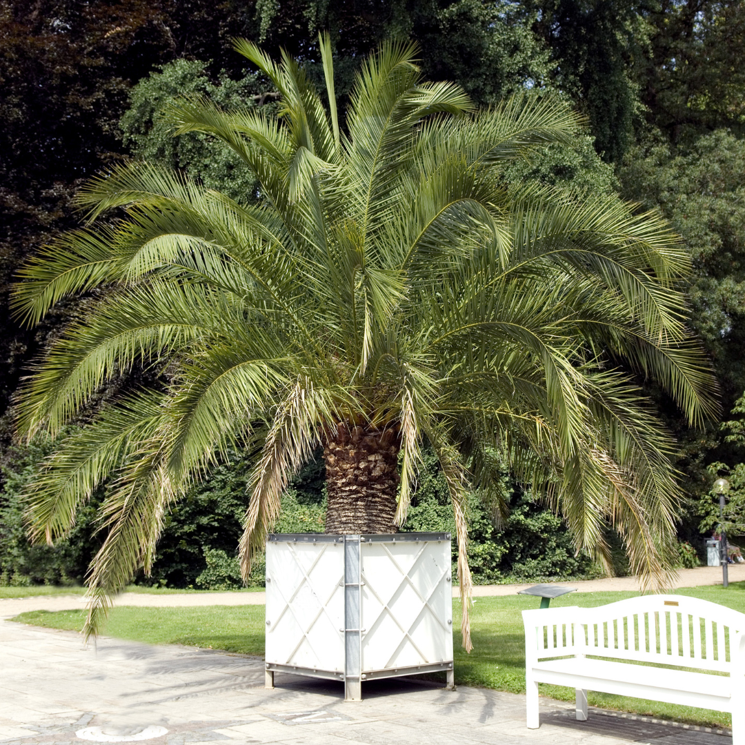 Pineapple Palm
