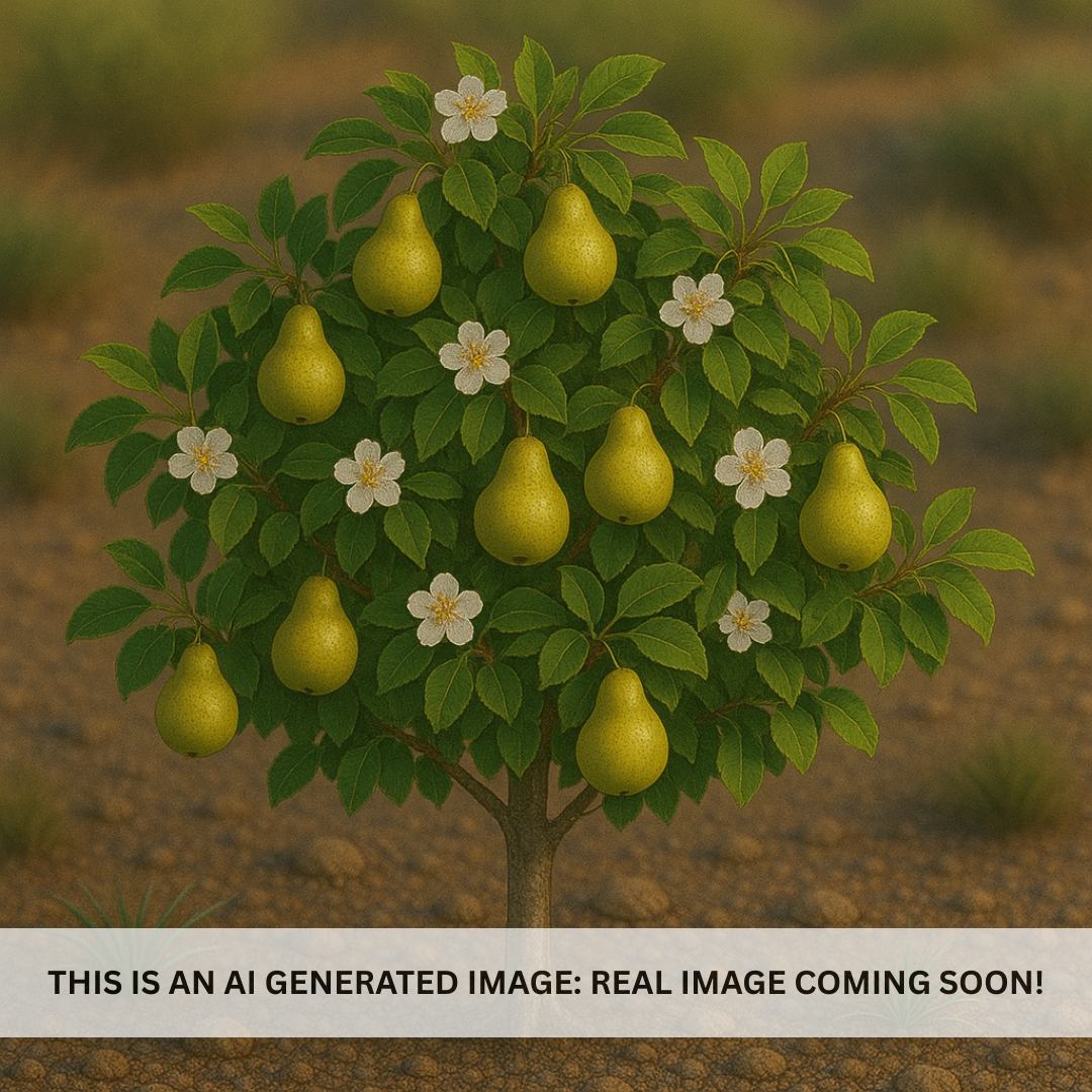 Pineapple Pear