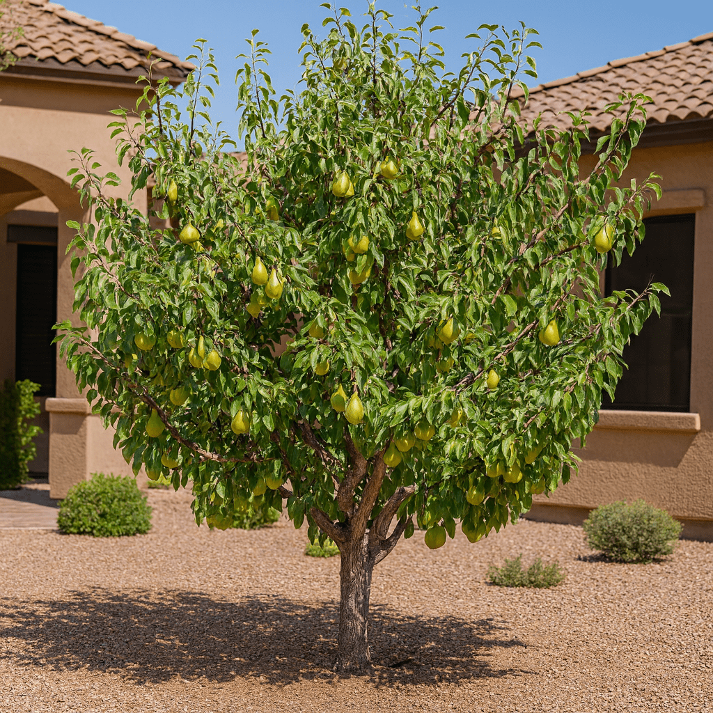 Pineapple Pear Tree (Pyrus communis) loaded with fruit in residential landscape — Phoenix, AZ