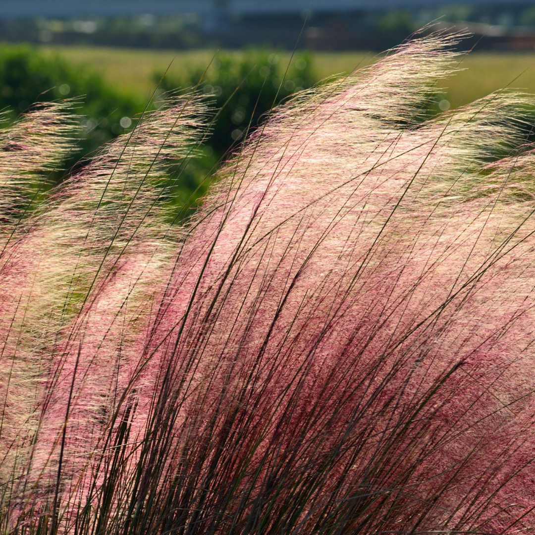 Pink Muhly