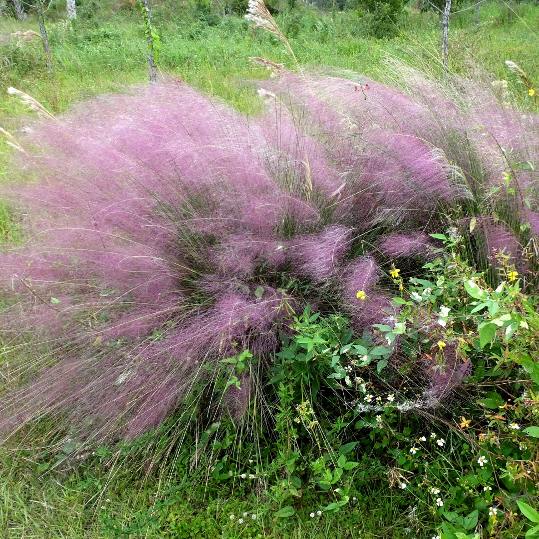 Regal Mist Pink Muhly Grass (Muhlenbergia capillaris) with airy pink-purple fall plumes in landscape — Phoenix, AZ