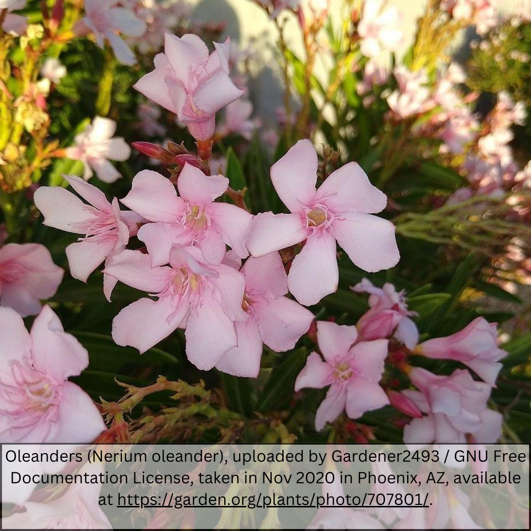 Pink Oleander