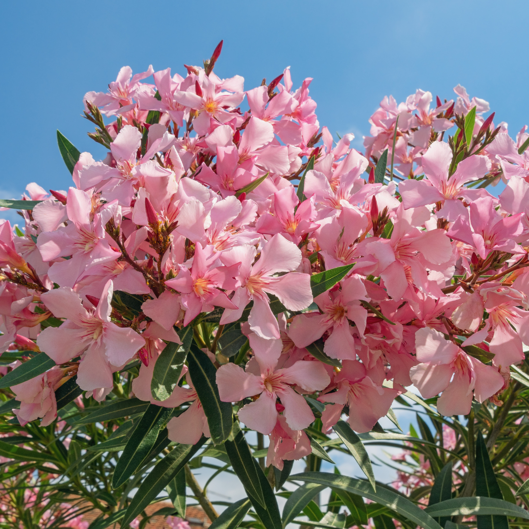 Pink Oleander Tree (Nerium oleander) in bloom with vibrant pink flowers against blue sky — Phoenix, AZ