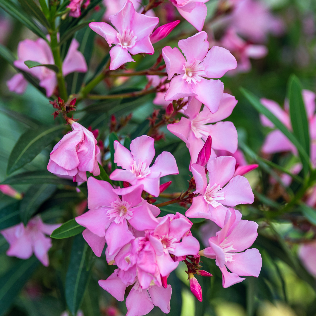 Pink Oleander (Nerium oleander) flowering privacy hedge in nursery pot — Phoenix, AZ