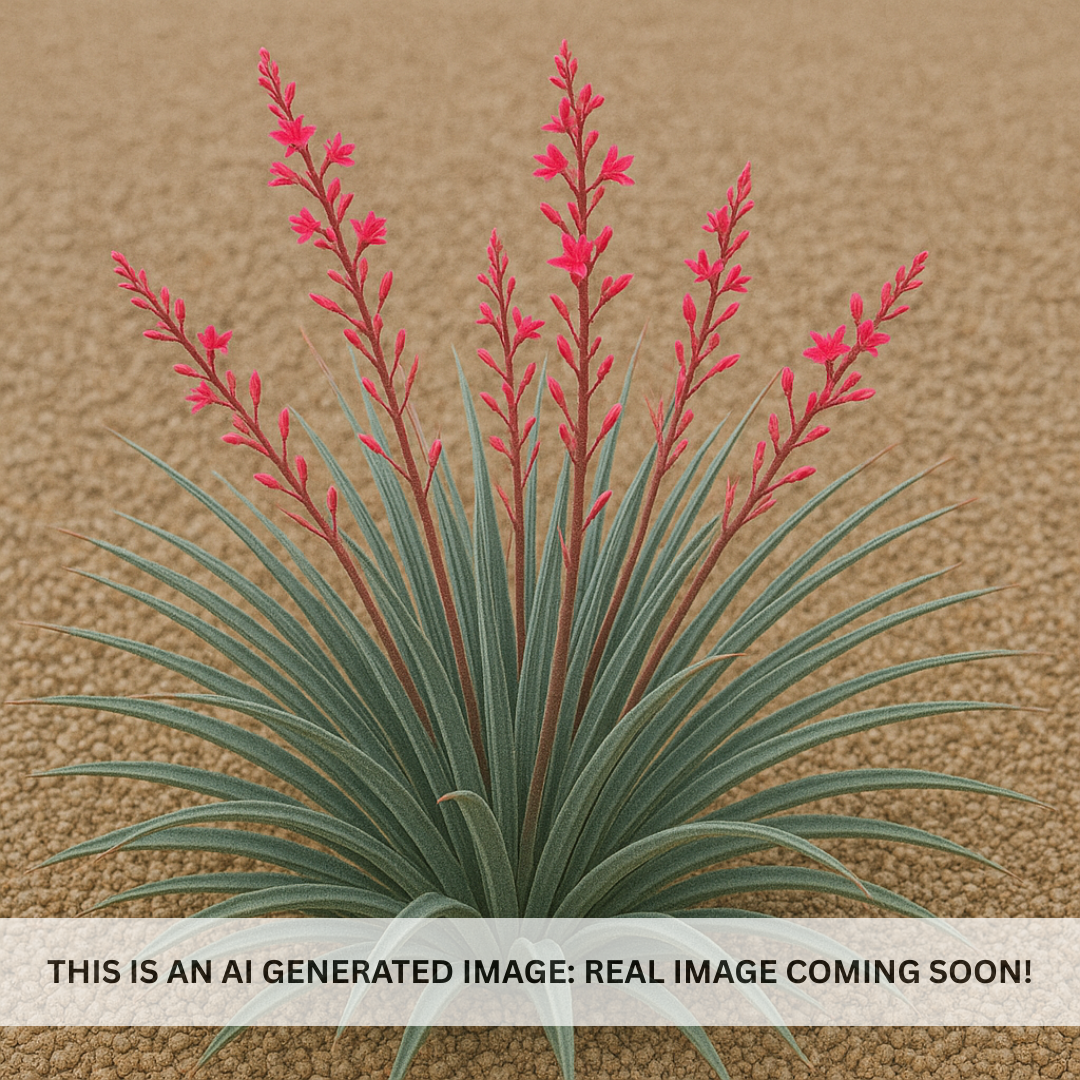 Pink Parade Hesperaloe