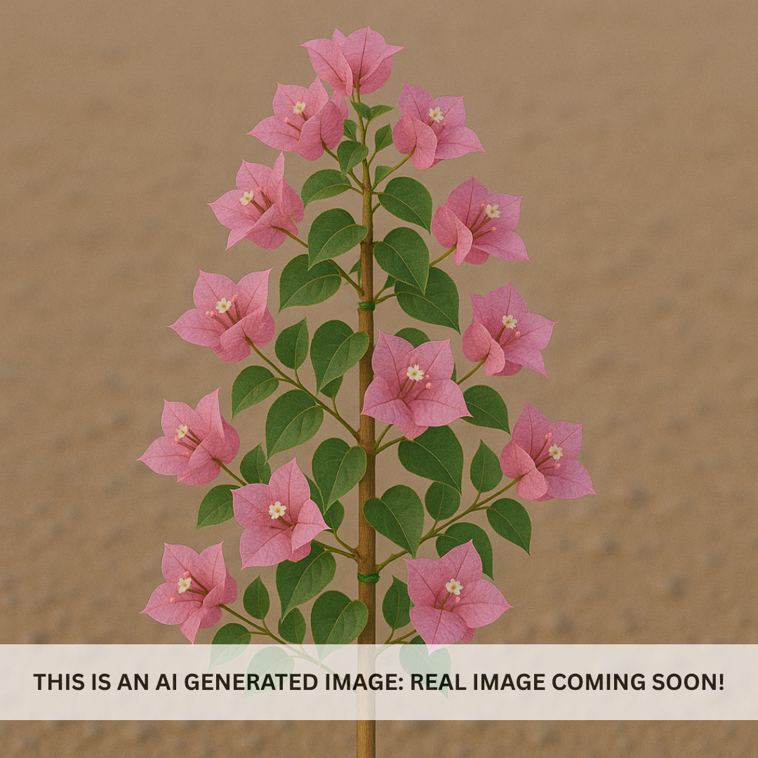 Pink Pearl Bougainvillea - Staked