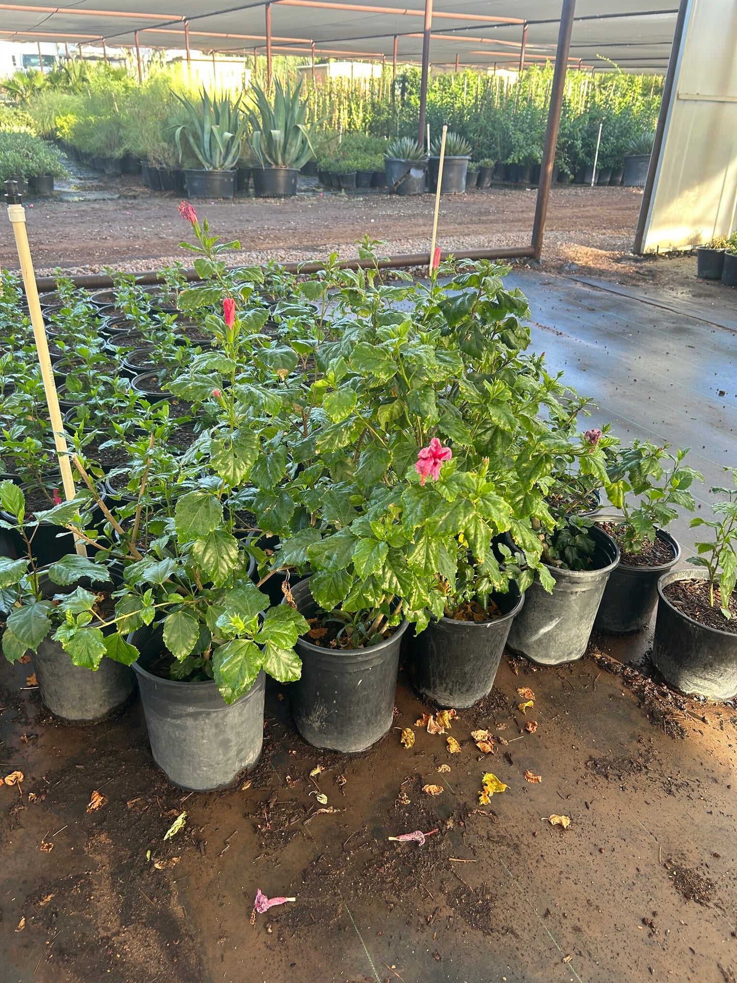 Pink Hibiscus