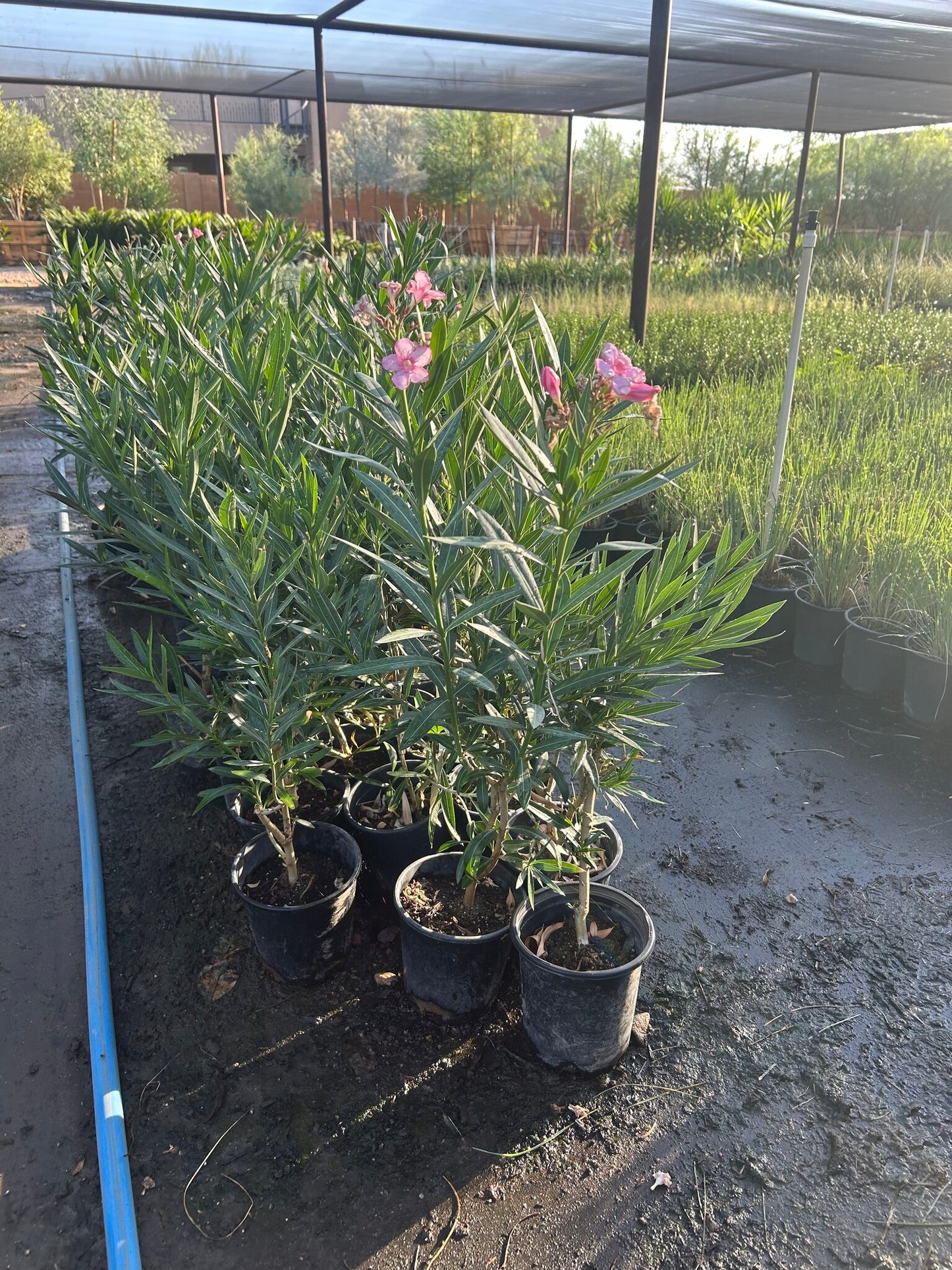Pink Oleander