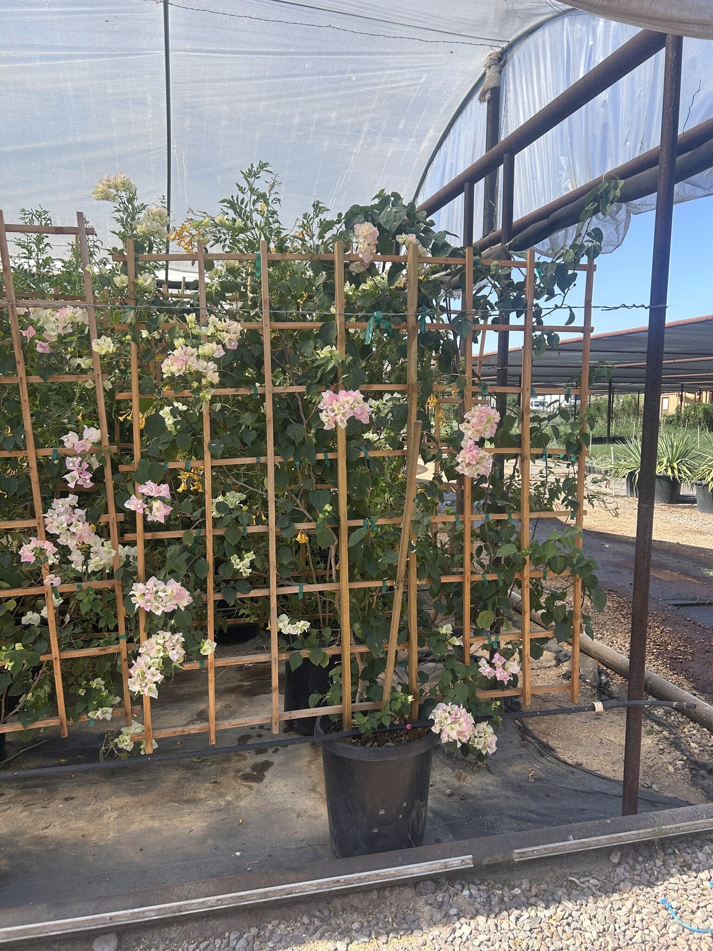 Pink Pearl Bougainvillea 10/15 Gallon