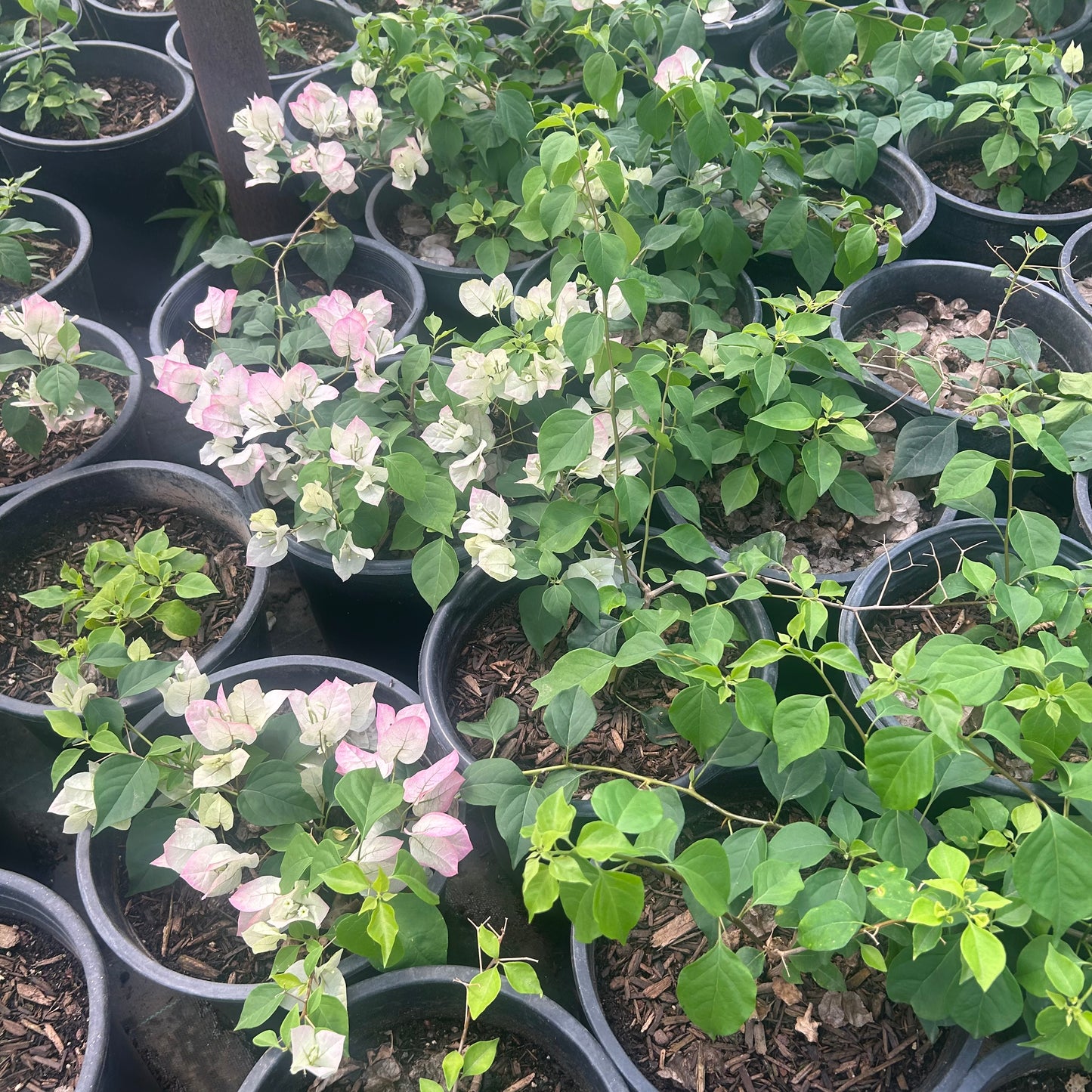 5 gallon Pink Pearl Bougainvillea bush with soft pink bracts in nursery — Phoenix, AZ