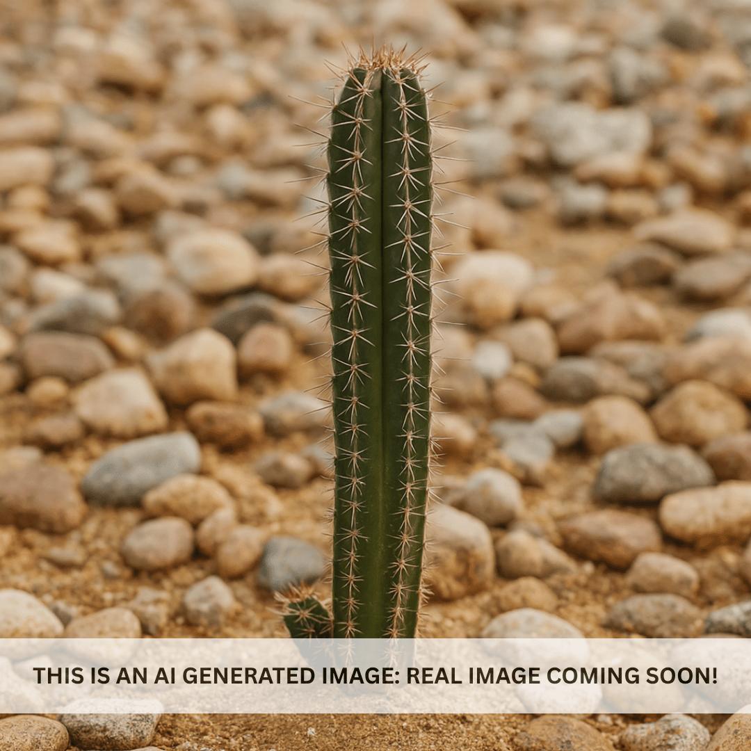 Polaskia chichipe columnar cactus with green ribbed stems in desert landscape — Phoenix, AZ