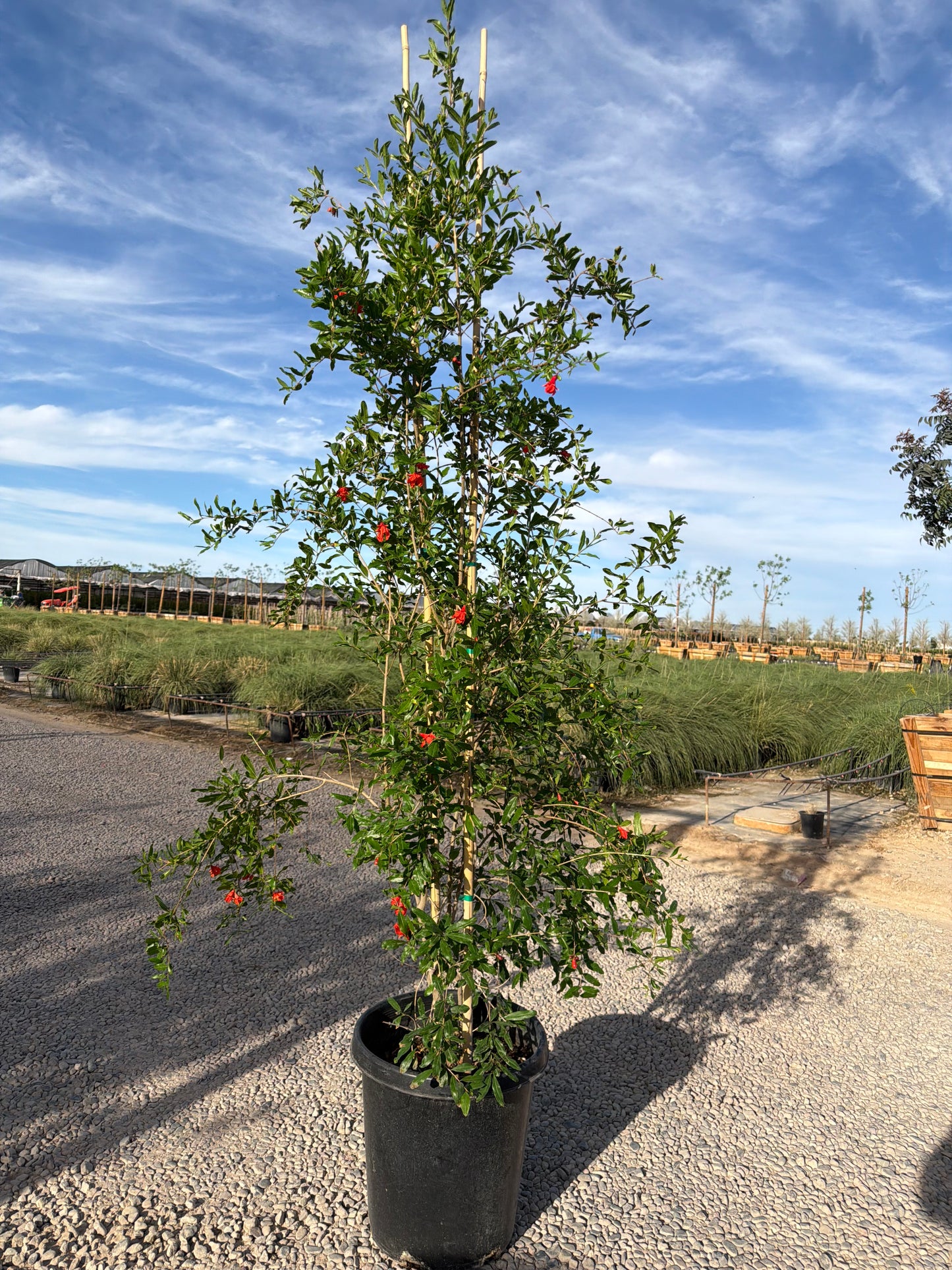15 gallon Pomegranate Tree (Punica granatum) in nursery pot — Phoenix, AZ