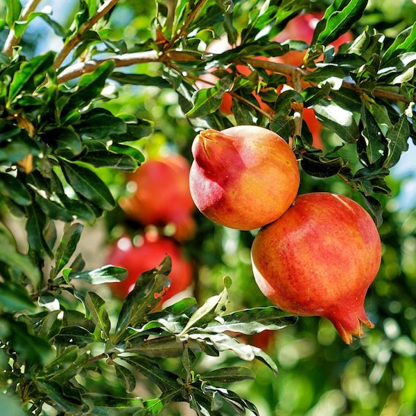 Pomegranate Tree (Punica granatum) with ripe red fruit on branches in Phoenix, AZ landscape